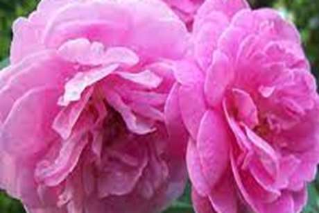 عطر گل The Scent of the Flower